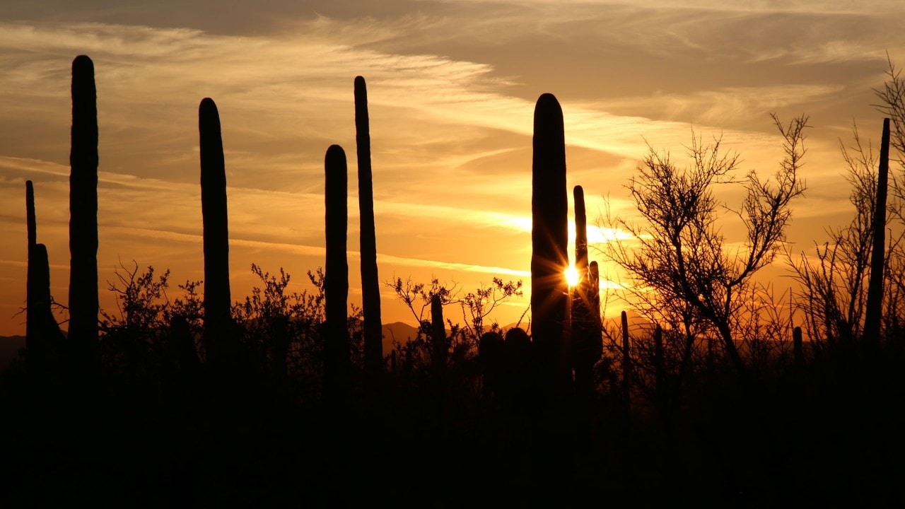 Sunset at Saguaro National Park West