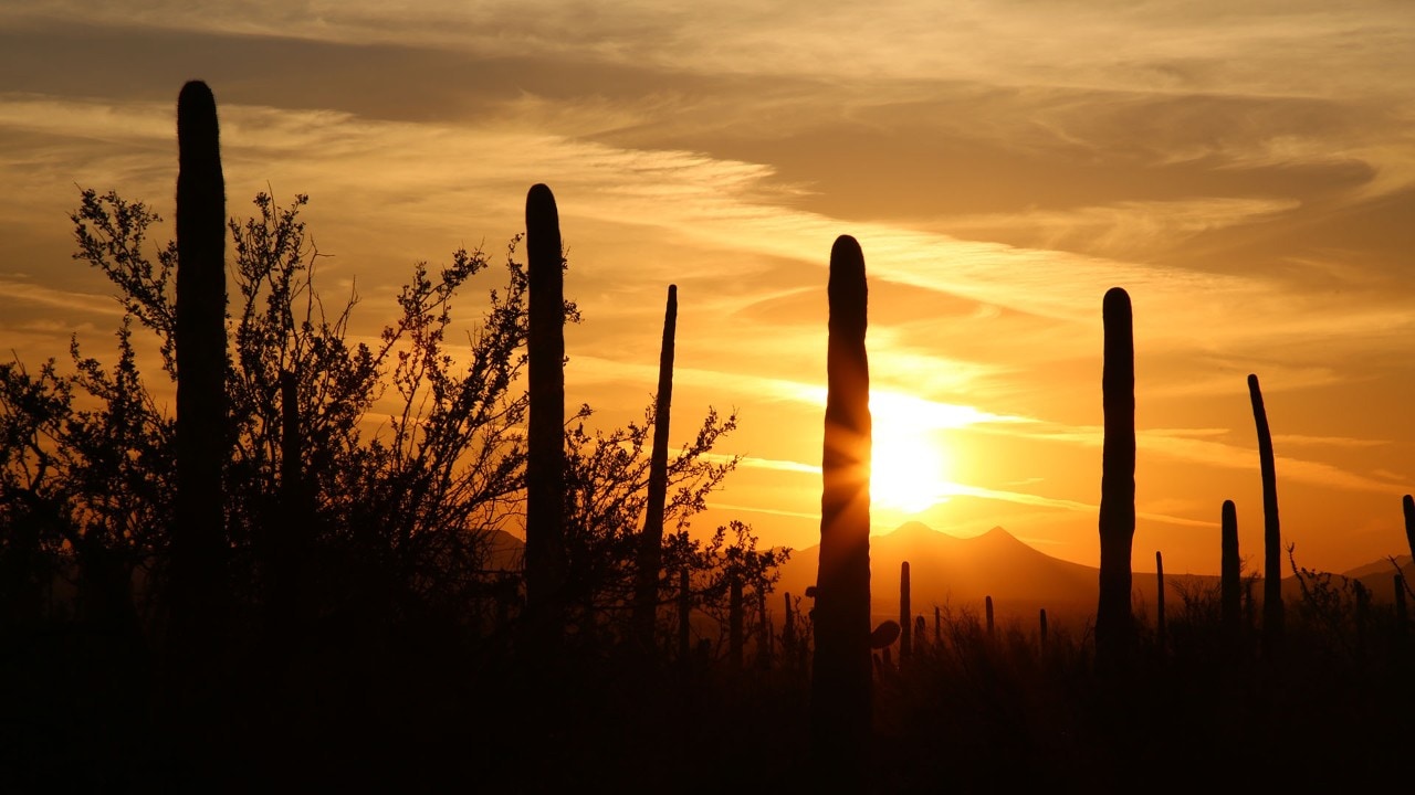 Sunset in Saguaro National Park West