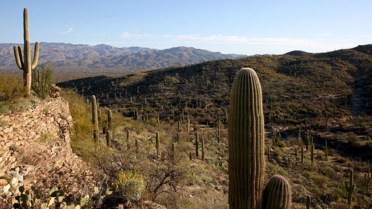 The scenic Cactus Forest Drive is a one-way road that loops through 8 miles of saguaros.
