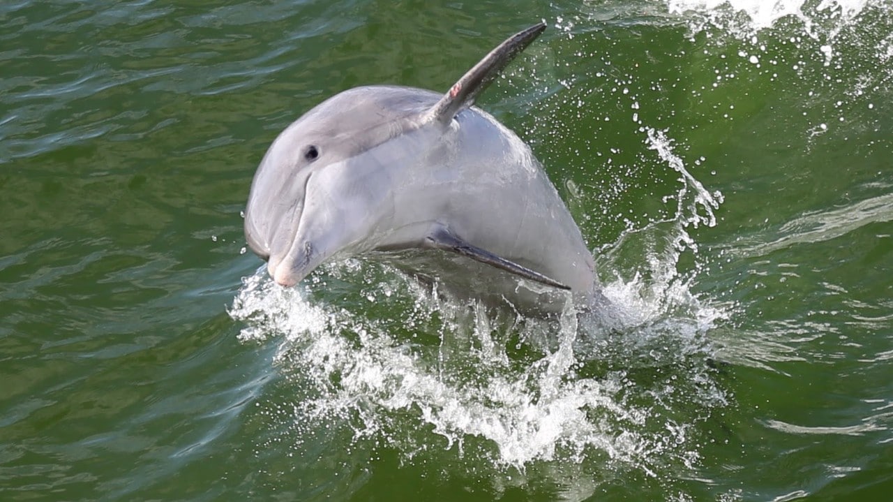 A dolphin jumps in the wake of a boat near Captiva.