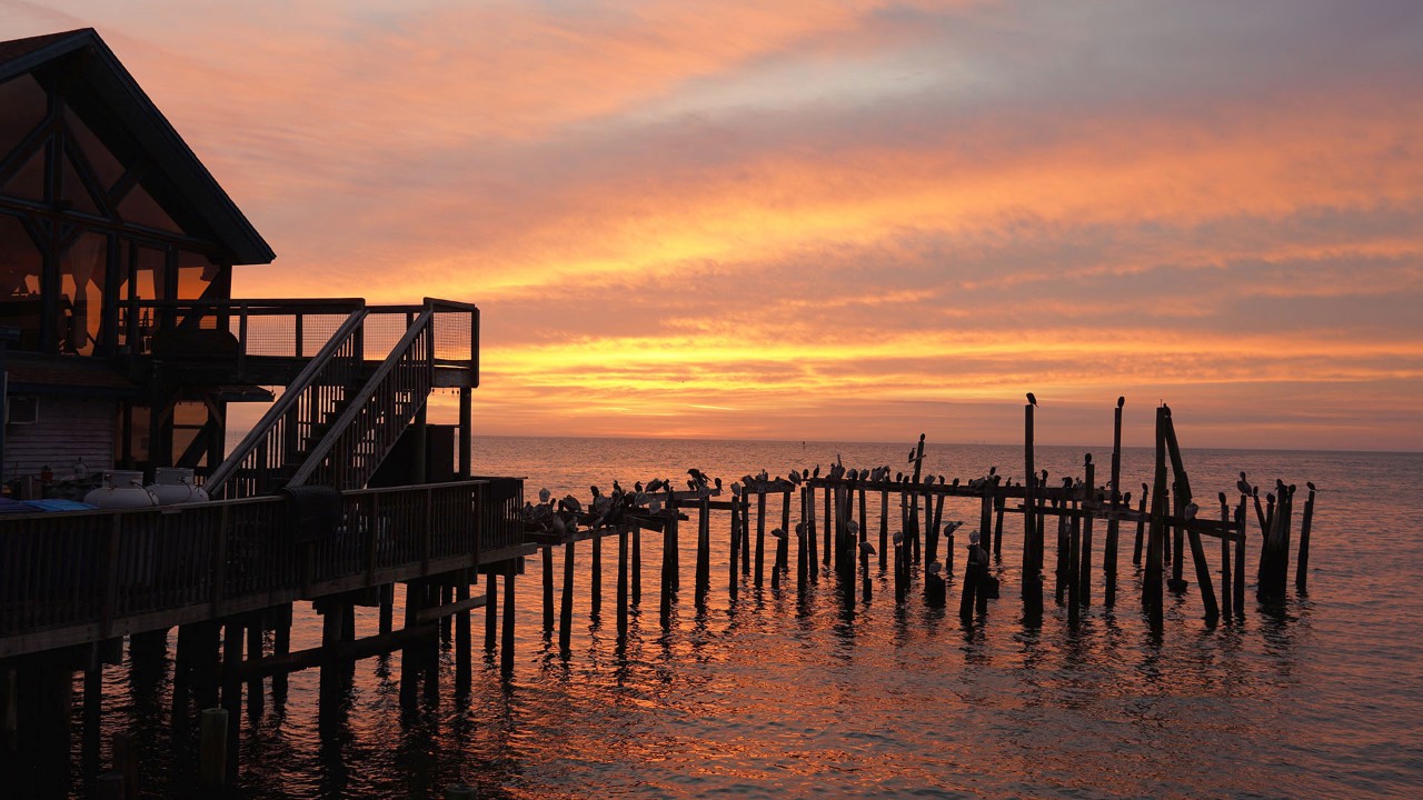 Brown pelicans rest on pylons as the sun rises on Cedar Key.