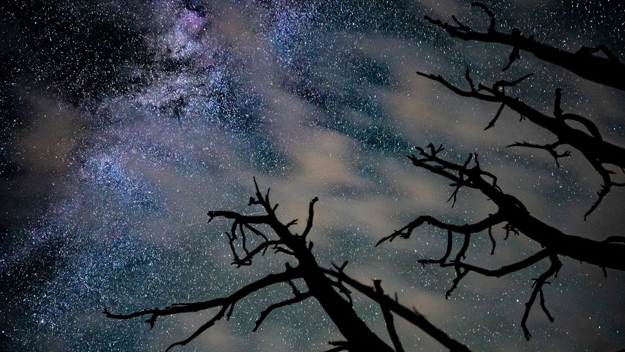Trees frame the Milky Way as seen from the bottom of the canyon.