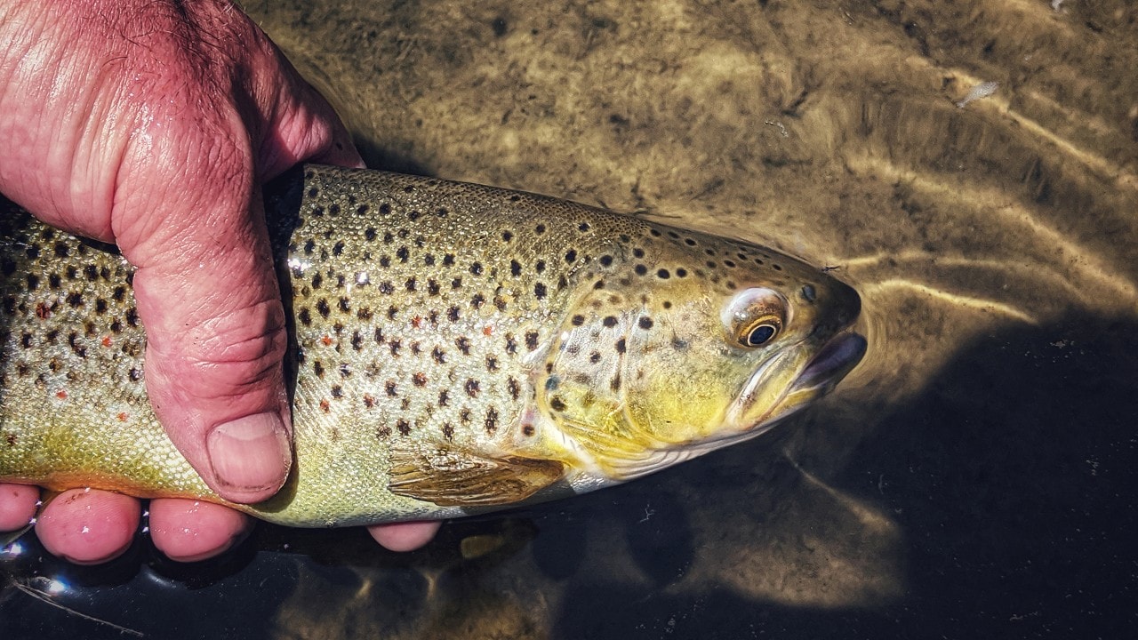 The author holds a brown trout that he caught in the Gunnison River.