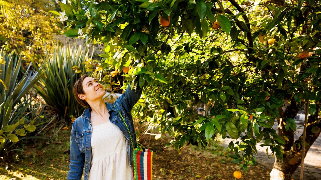 Author Kassondra Cloos picks oranges at her rental house near Valle de Bravo.