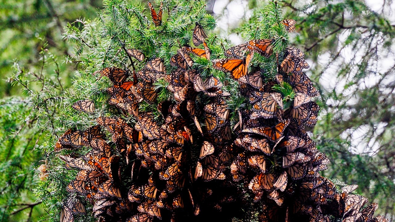 Thousands of monarch butterflies hang from an oyamel fir tree at Piedra Herrada.