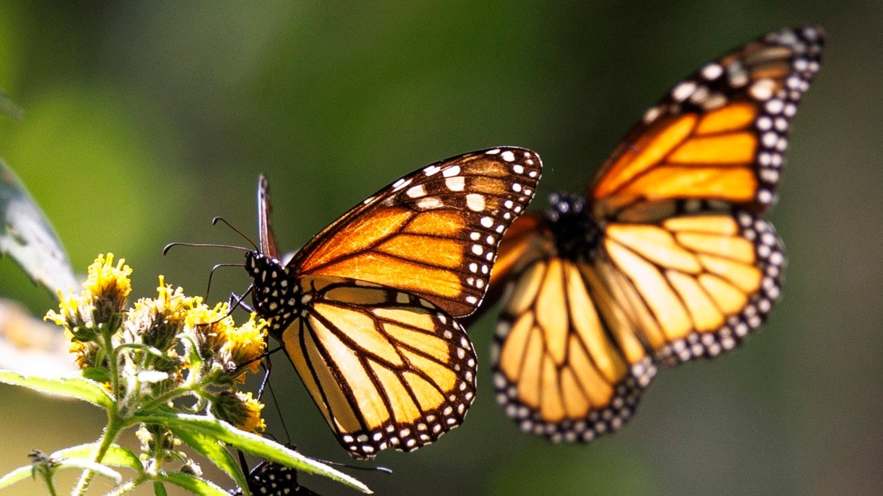 After their 3,000 mile migration to the highlands of Mexico from Canada and the United States for the winter, monarch butterflies feed on flowers on Saturday, Feb. 26, 2022 in the Santuario de la Mariposa Monarca Piedra Herrada. (Photo by Michael Ciaglo)