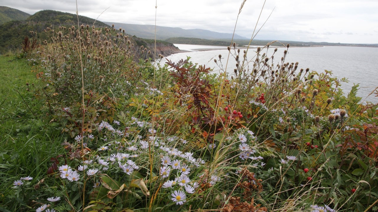 Wildflowers grow along the side of the Cabot Trail.