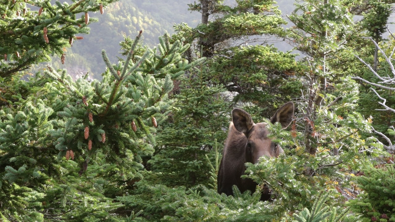 A moose peers through bushes.
