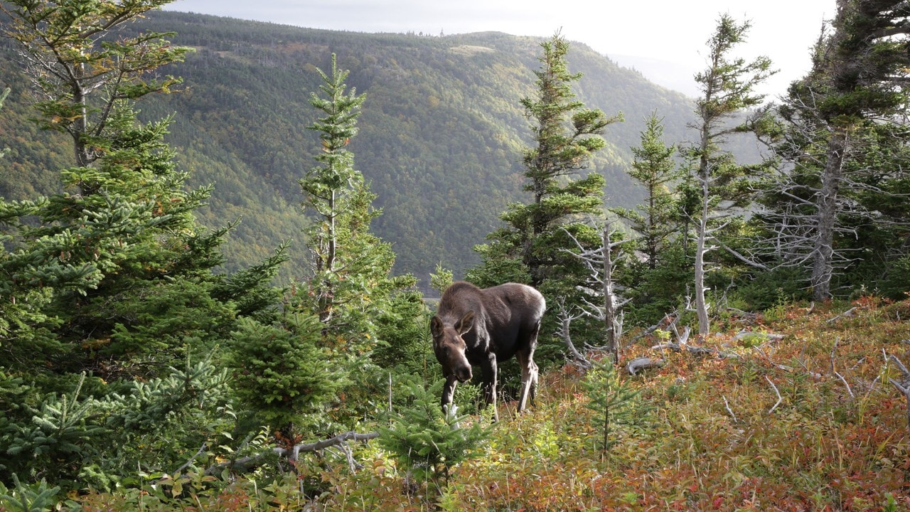 A moose stands atop French Mountain.