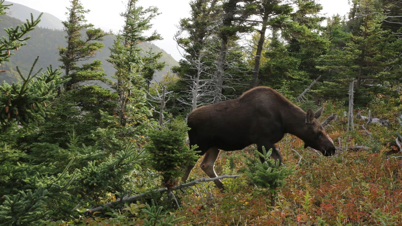 A moose walks near the Skyline Trail hike in Cape Breton National Park.