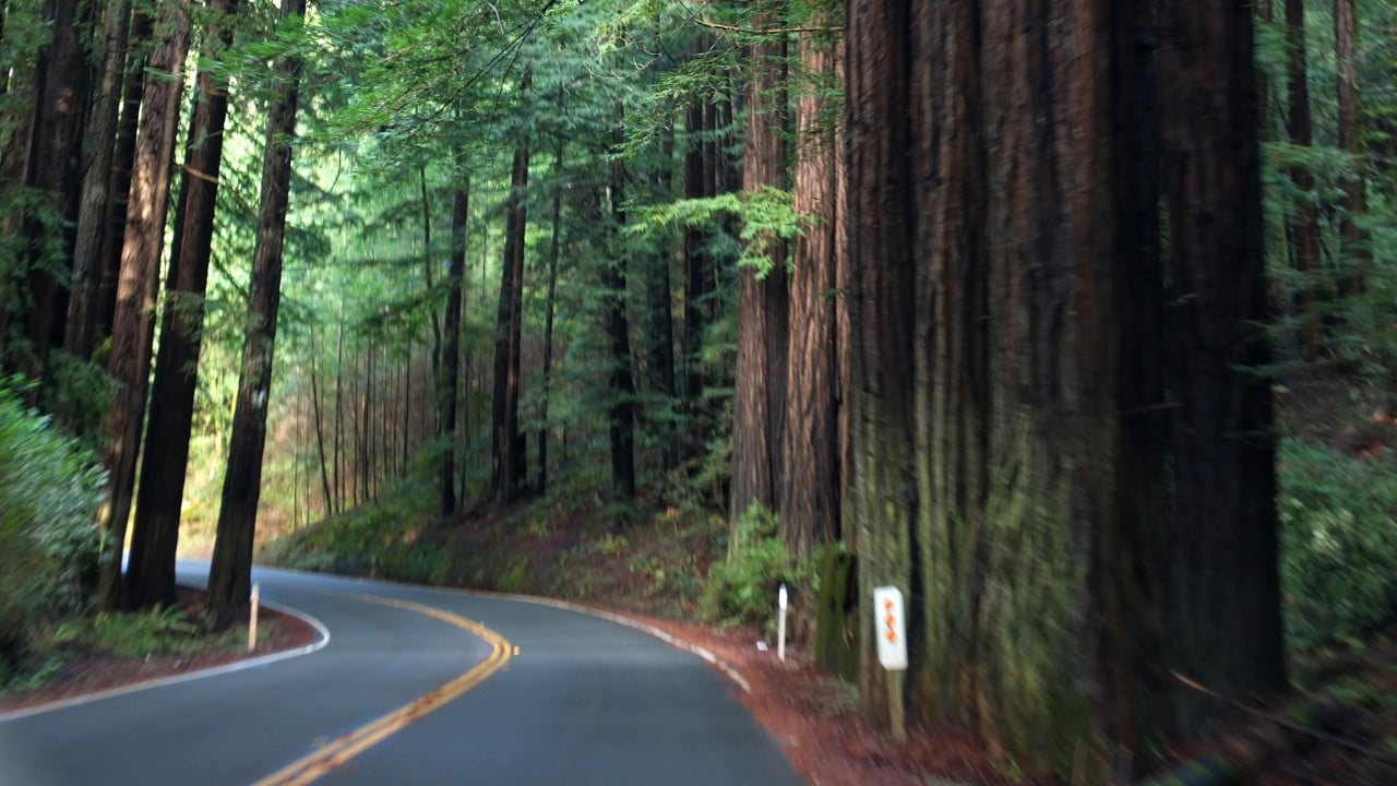 Road through redwood trees