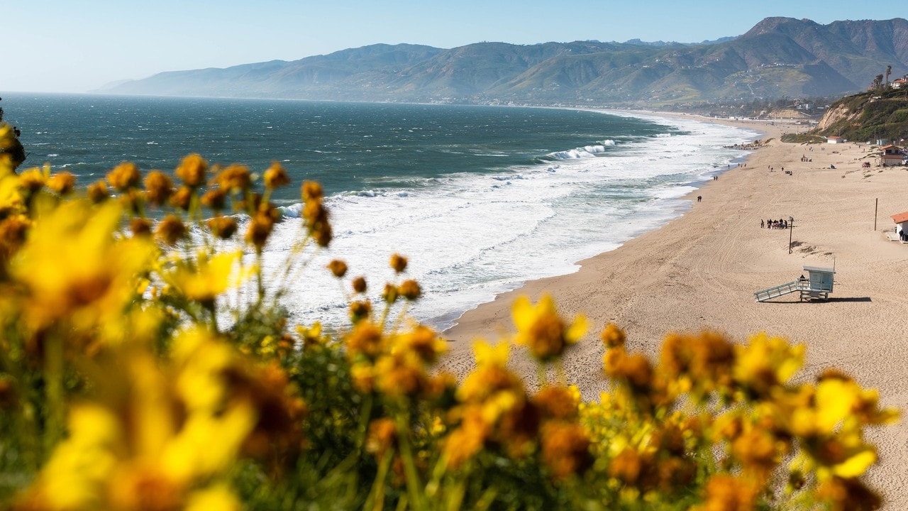 At Point Dume Natural Preserve in Malibu,  giant coreopsis sprout from cliffs overlooking the ocean. 