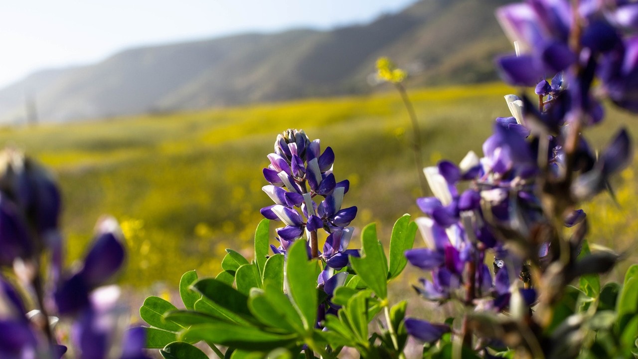 Purple lupines highlight the Malibu coast.