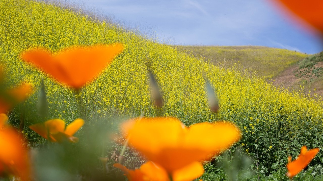 California poppies and black mustard bloom together at Chino Hills State Park.
