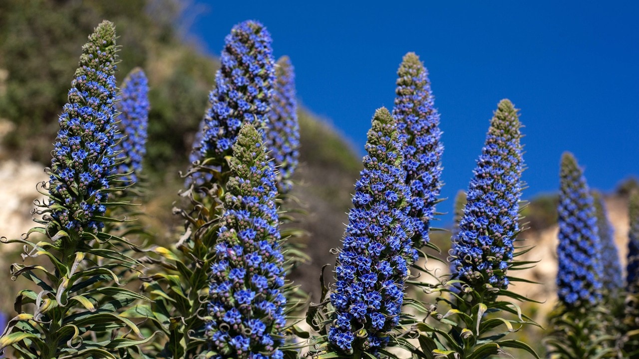 The Pride of Madeira attracts bees and butterflies seeking nectar.