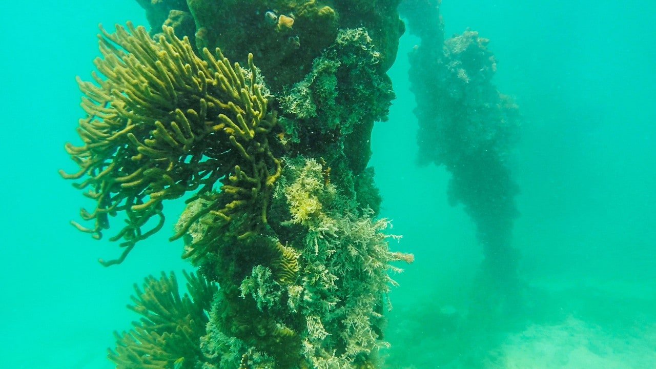 An underwater scene in Dry Tortugas National Park