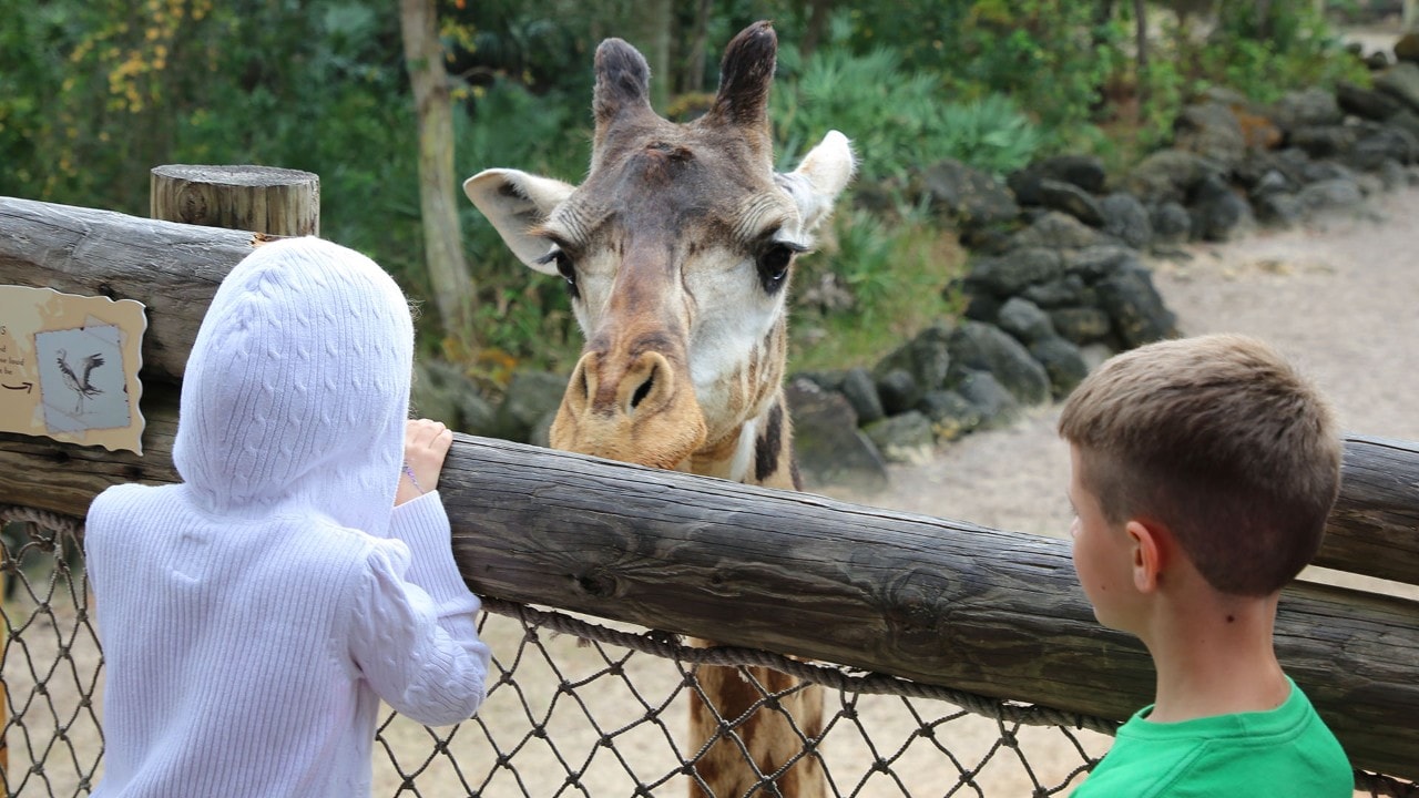 Milenna the giraffe makes new friends.