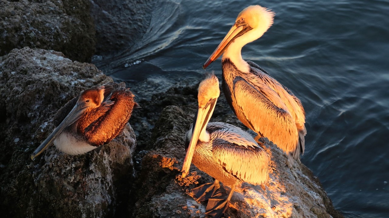 Brown pelicans rest during sunset at Sebastian Inlet State Park.