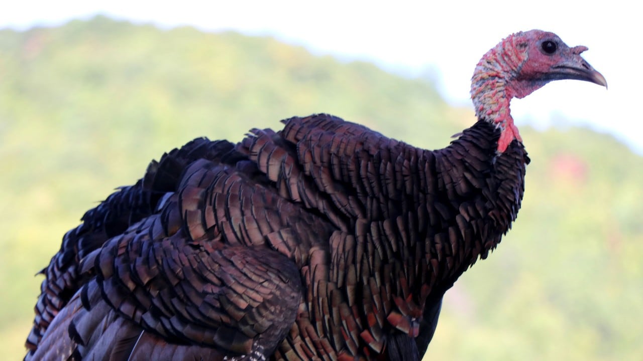 Turkey and deer are common sights on a drive through Cades Cove.