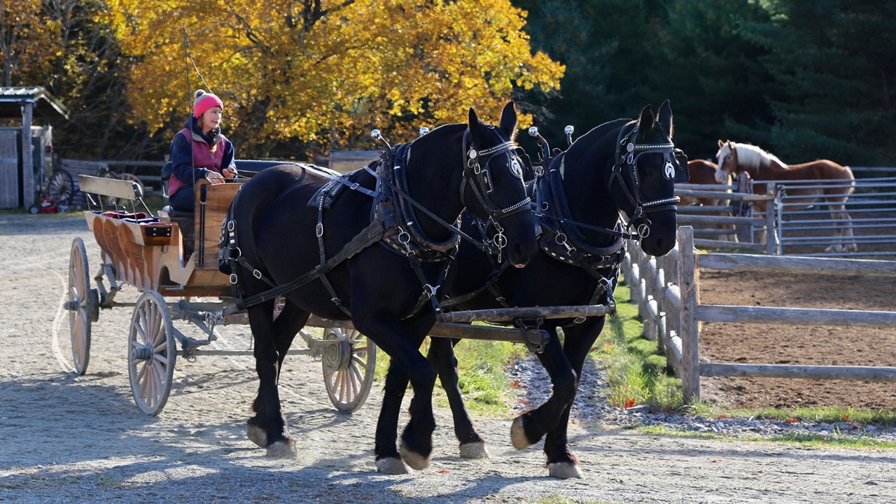 A horse-drawn carriage prepares to pick up passengers.