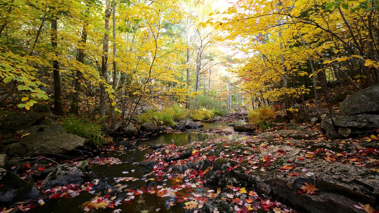 Fall leaves blanket a river in Acadia National Park.
