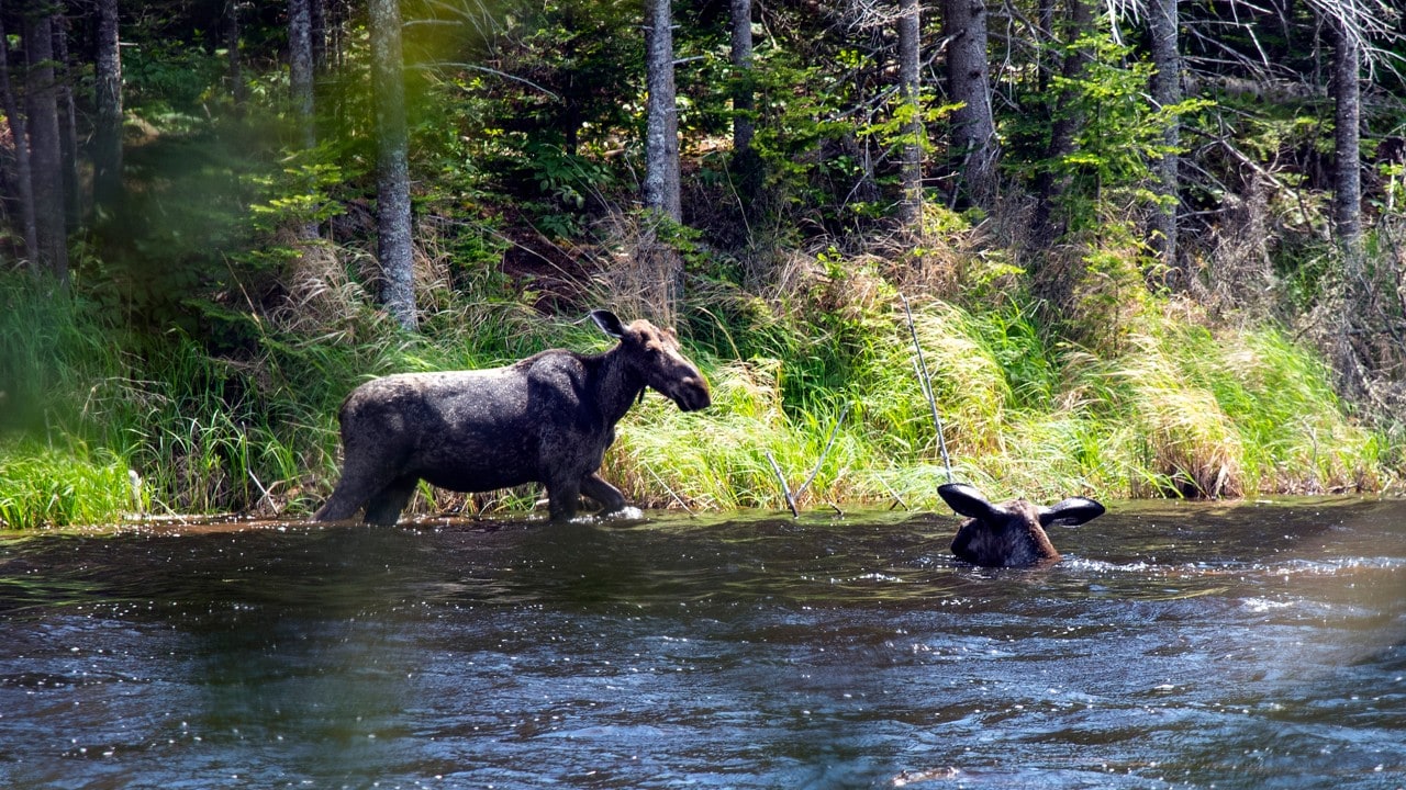 Moose wade into a lake on Isle Royale National Park. 