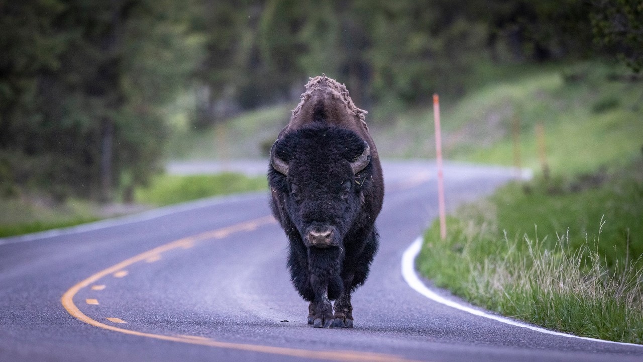 Bison roam on the roads in Grand Teton.