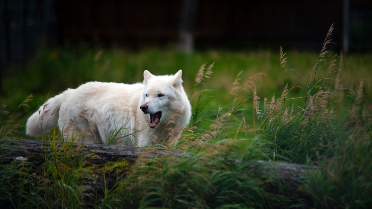 Dirus, a Hudson Bay wolf, lives at the Alaska Wildlife Conservation Center.
