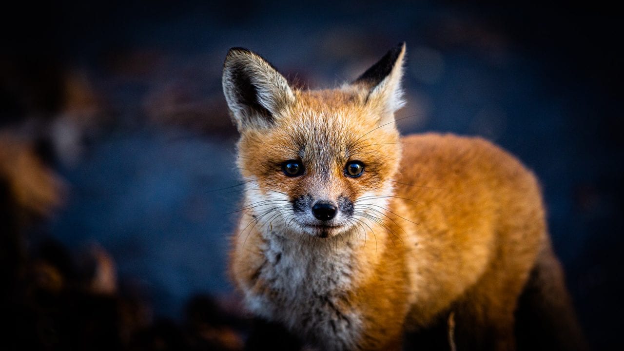 Indiana Dunes has a wide variety of wildlife, including red foxes. Photo by Derek Jerrell