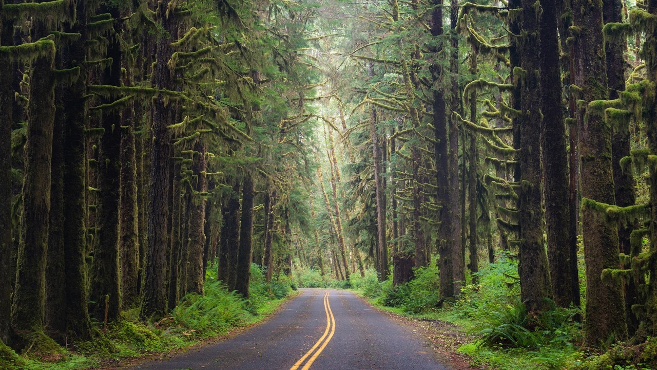 Moss-covered trees line the road to the Hoh Rainforest Visitor Center.