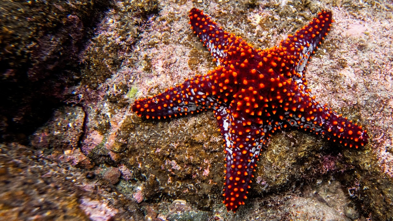 A vibrant starfish clings to a rock off the coast of Isla Espirito Santo.