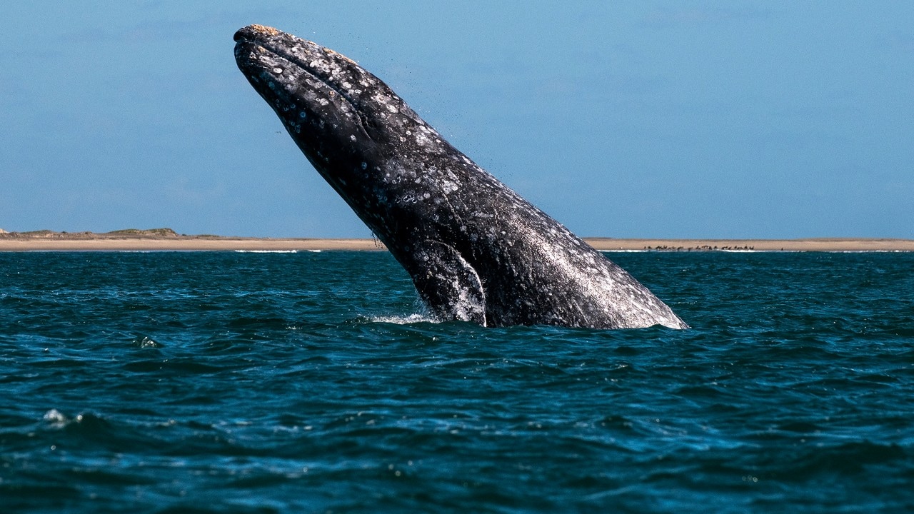 A California gray whale leaps out of Magdalena Bay, located on the Pacific coast side of La Paz.