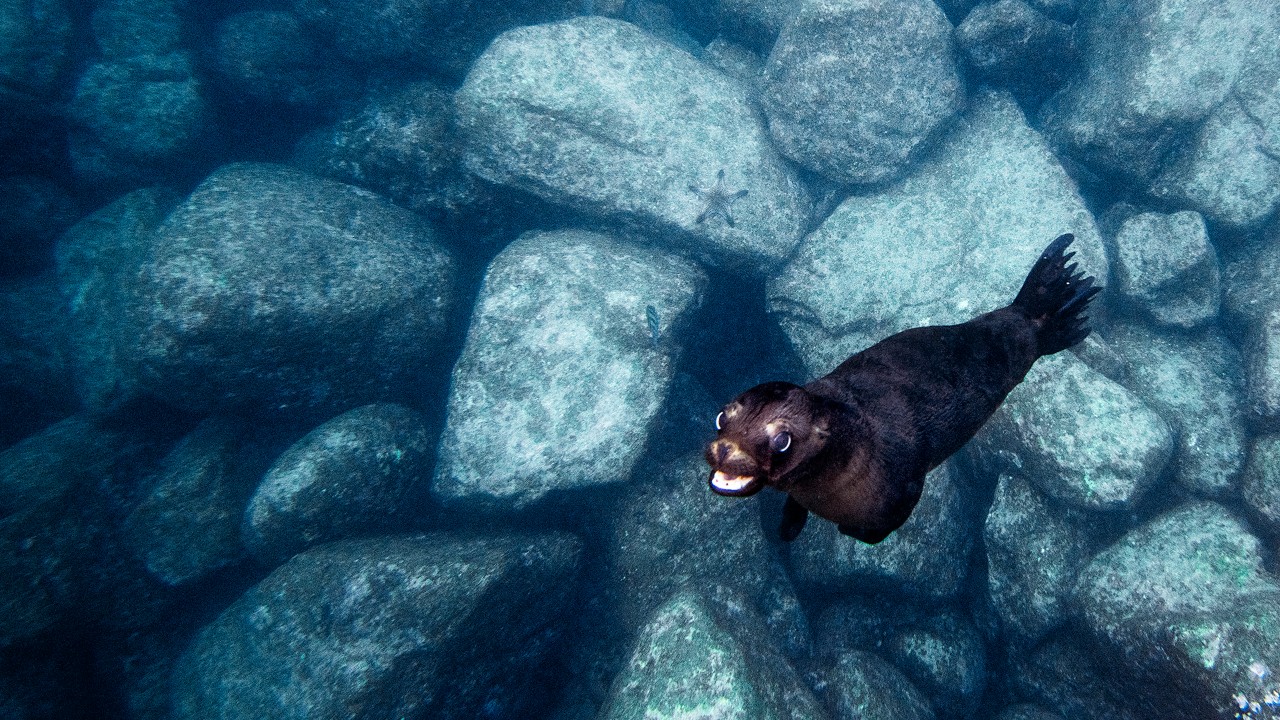 A sea lion plays with snorkelers in the crystal-clear waters near Isla Espirito Santo.
