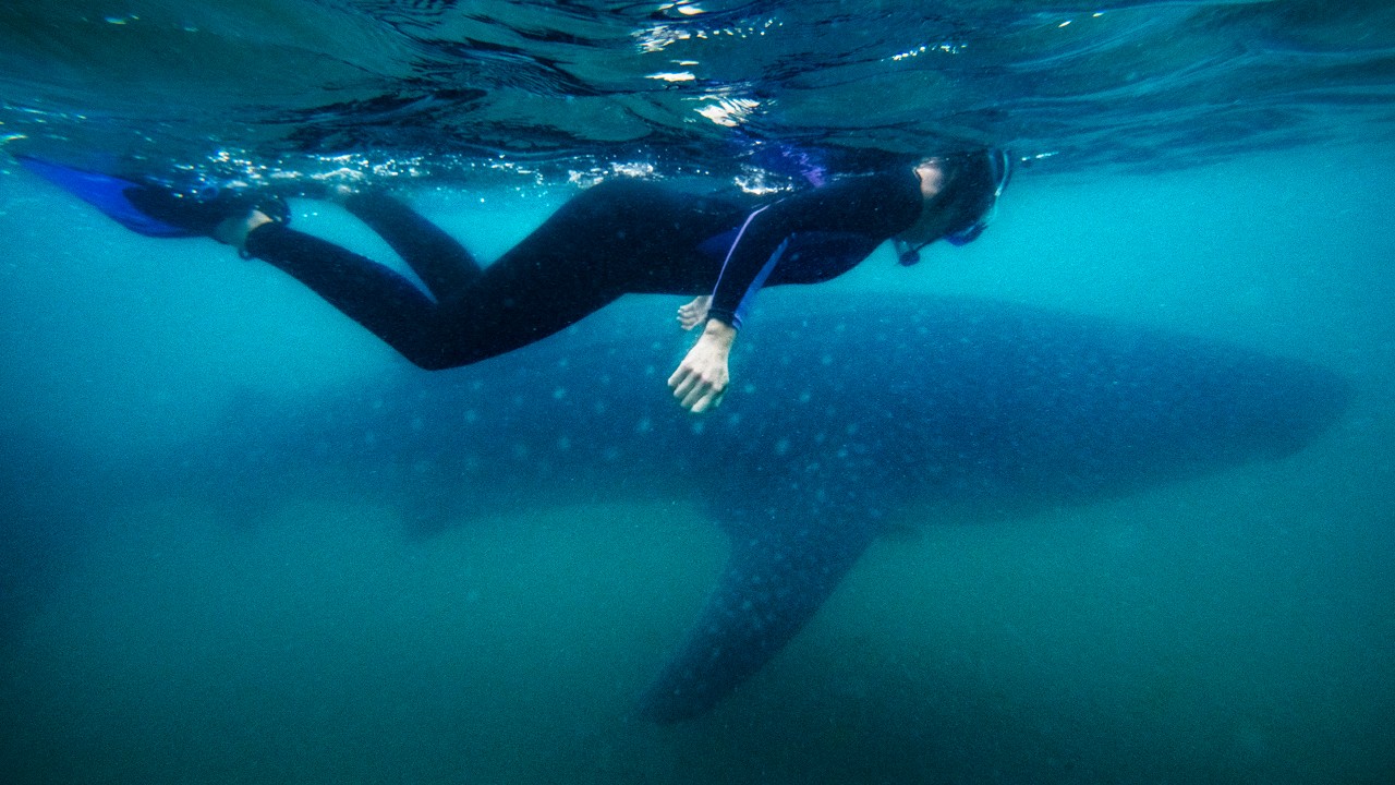 Writer Kassondra Cloos swims alongside a whale shark in the protected waters off the coast of La Paz.