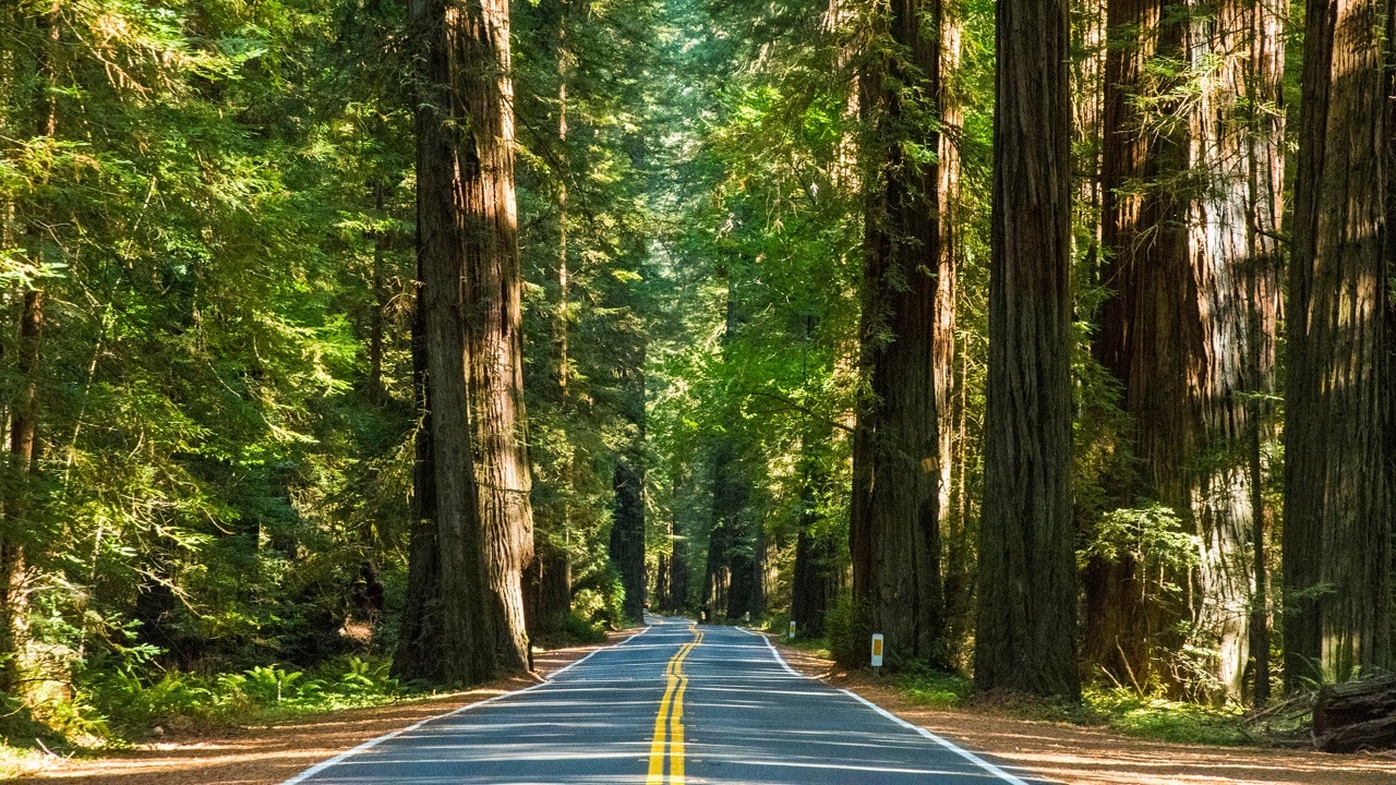 Avenue of the Giants is a 32-mile stretch of two-lane road in Humboldt Redwoods State Park.