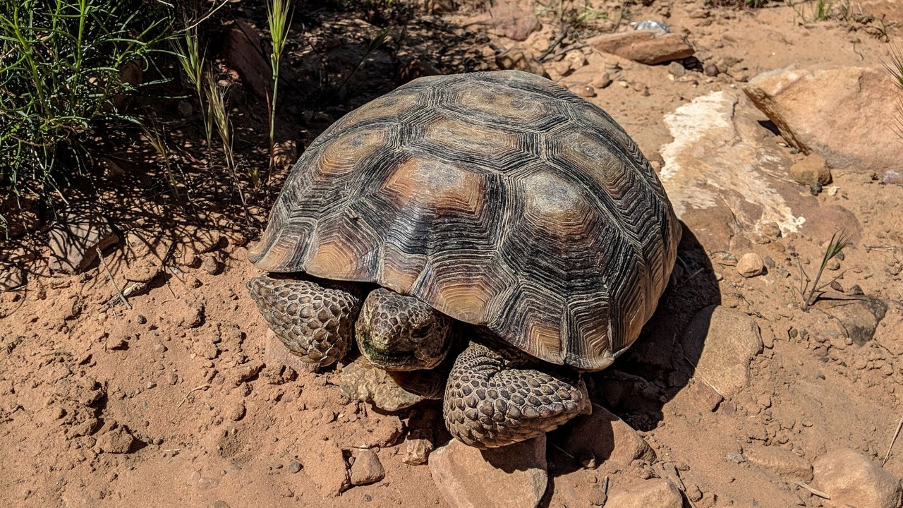 The desert tortoise is Nevada’s state reptile.
