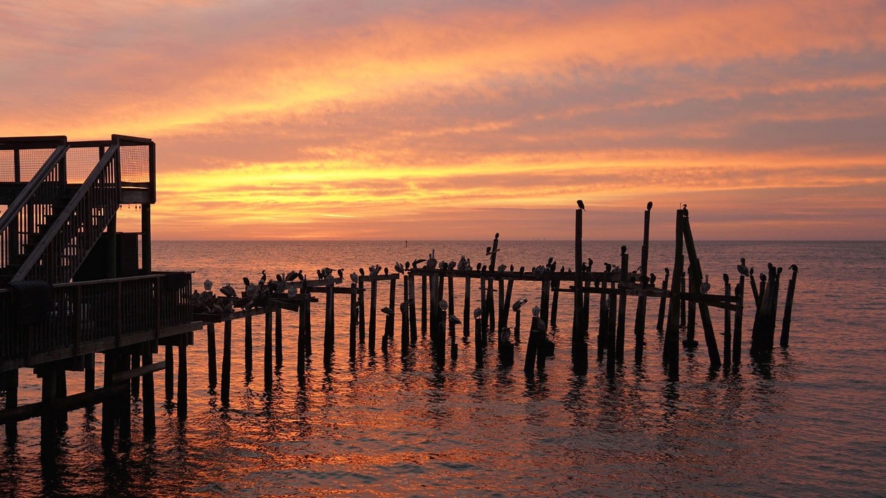 Brown pelicans rest on pilings as the sun rises in Cedar Key.