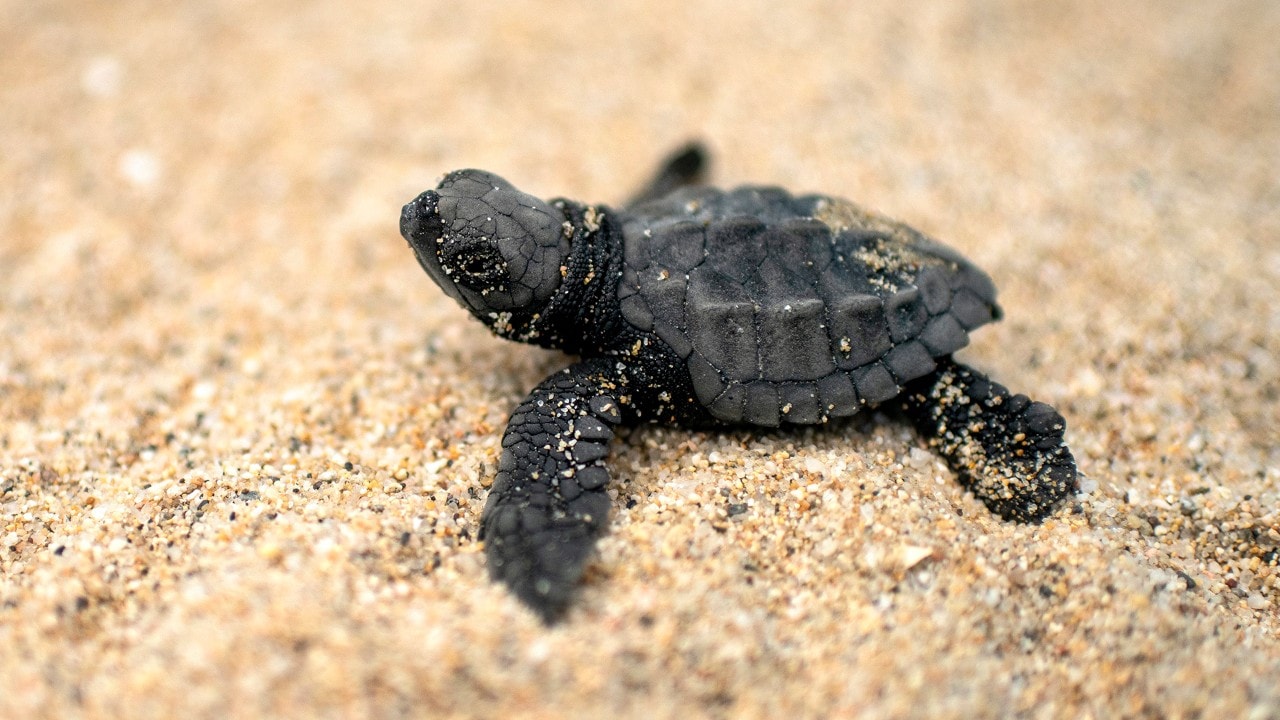 A newly hatched Olive Ridley Sea Turtle begins its journey to the Pacific Ocean.
