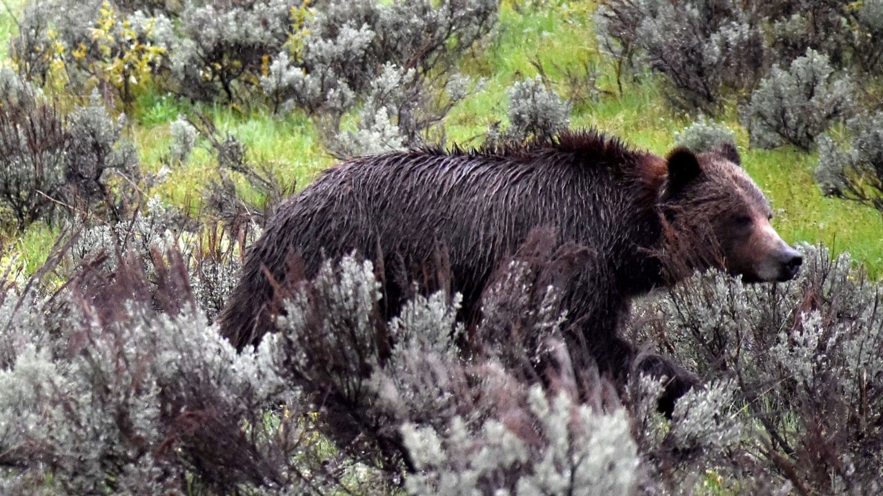 A brown bear walks along the side of the road after a rain shower in Grand Teton National Park.