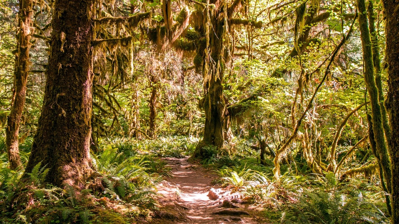 Olympic National Park features beautiful hikes through trees. Photo by David Sandel