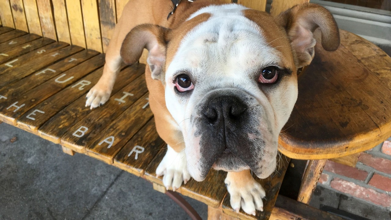Bochy, an endearing English bulldog pup, greets a visitor in downtown Calistoga.