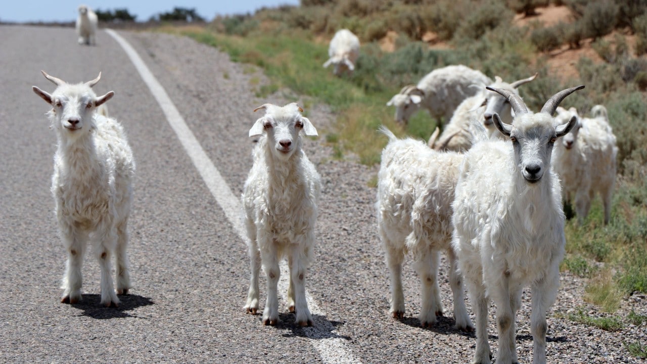 Visitors share the roads with goats