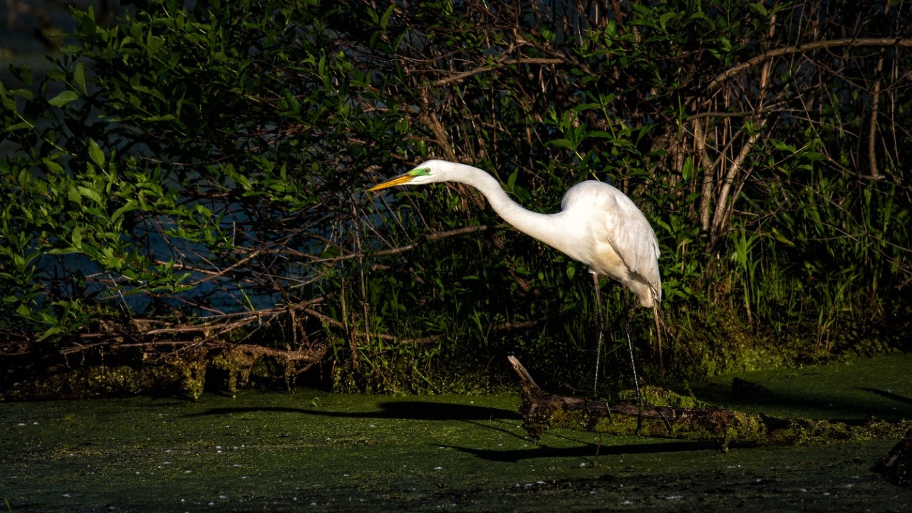 A great egret wades in the interdunal marsh.