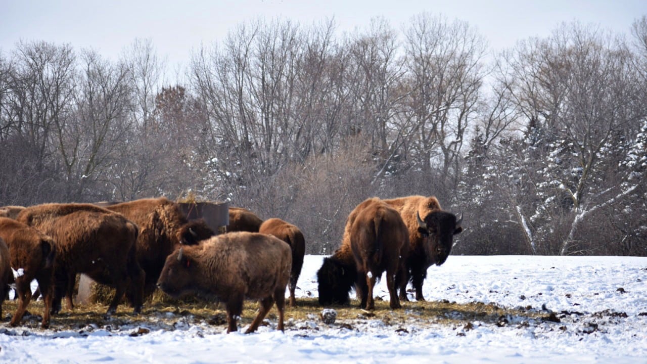 While beef and dairy dominate Wisconsin's agriculture industry, bison are native to the state