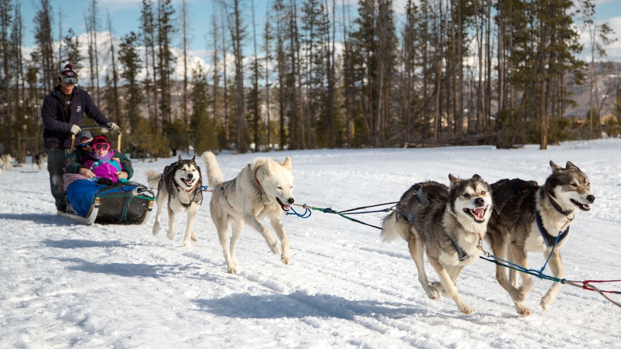 Dogsledding is a popular winter activity. Photo by Brad Clement