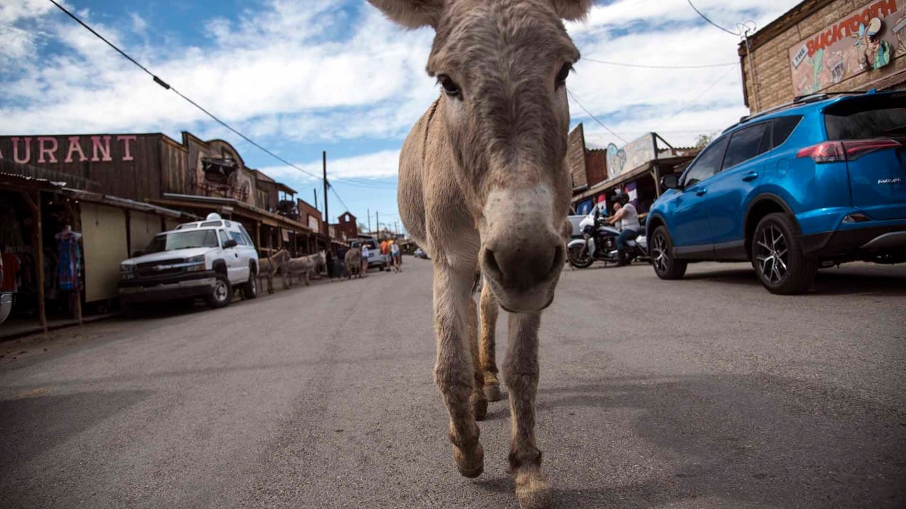 "Wild" burros greet visitors to the old mining town of Oatman, Arizona