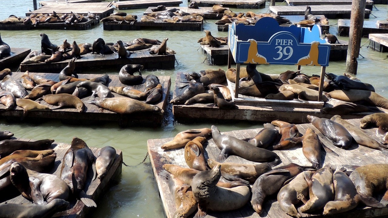 Pier 39 on Fisherman's Wharf offers a chance to see — and hear — wild sea lions.