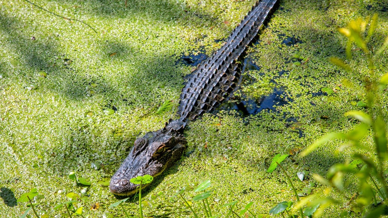 An alligator rests in a pond.