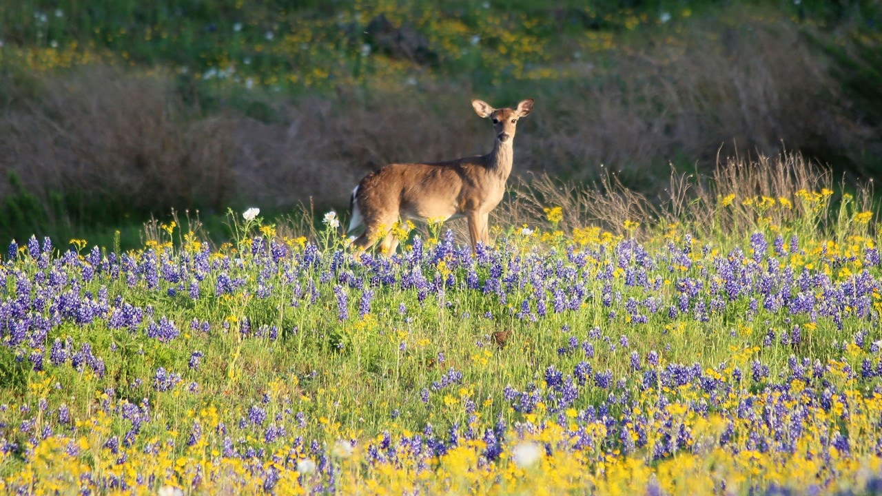 A deer stands in wildflowers.