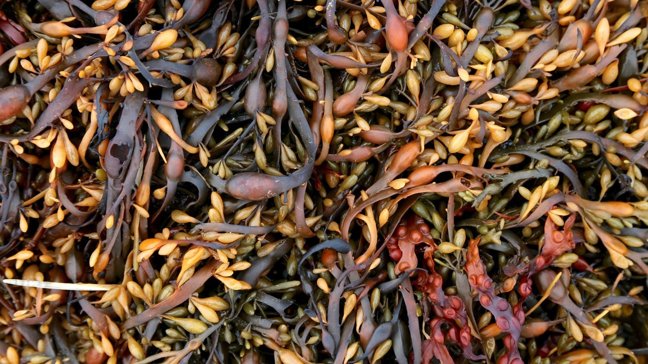 Seaweed during low tide in St. Andrews, New Brunswick.